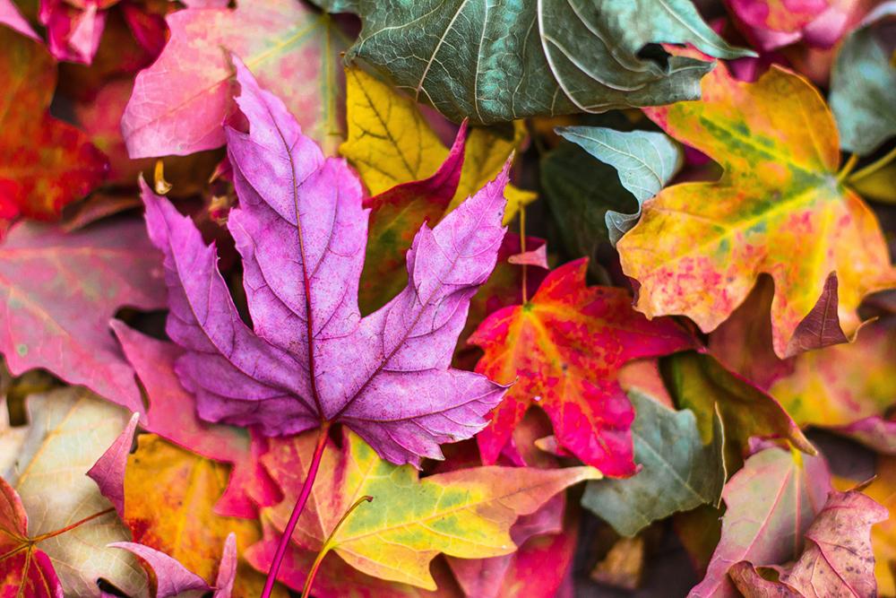 Colorful fall leaves in a pile